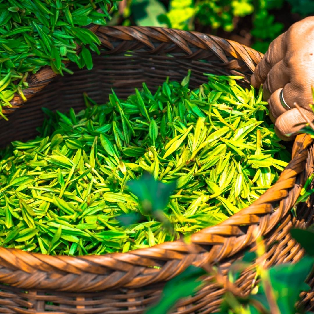 du thé et tisane bio